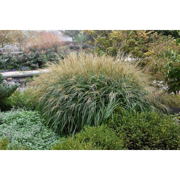 Iarba elefantului Adagio (Miscanthus sin. 'Adagio'), iarba decorativa