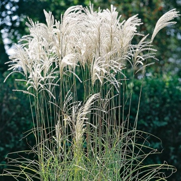 Iarba elefantului (Miscanthus sin. Goliath)