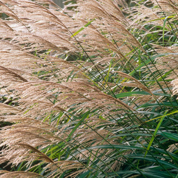 Iarba elefantului (Miscanthus sin. Morning Light), iarba decorativa - Img 2