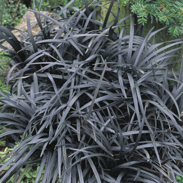 Iarba neagra (Ophiopogon planiscapus Niger)