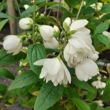 Iasomie batuta (Philadelphus Snowbelle), planta gard viu, arbust ornamental, planta melifera - Img 2