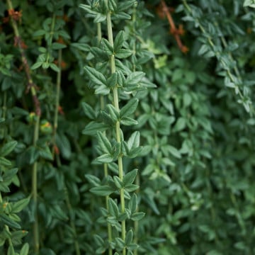 Iasomie de iarna (Jasminum nudiflorum), planta gard viu, arbust ornamental, flori galbene - Img 3