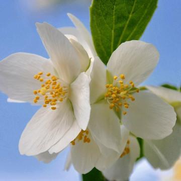 Iasomie, lamaita (Philadelpus lemoinei), planta gard viu, arbust ornamental, gradina japoneza - Img 2