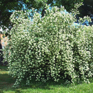 Iasomie (Philadelphus coronarius), planta gard viu, arbust ornamental, planta melifera - Img 3