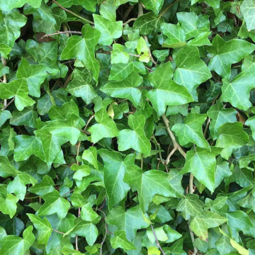 Iedera (Hedera helix), planta gard viu, vesnic verde - Img 3