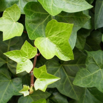 Iedera (Hedera hibernica) 80 cm, planta gard viu, vesnic verde