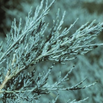 Ienupar albastrui (Juniperus pf. Pfitzeriana Glauca) ghiveci 2 l, vesnic verde, conifer ornamental, frunzis albastru - Img 2