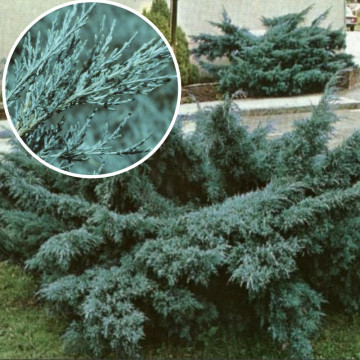 Ienupar albastrui (Juniperus pf. Pfitzeriana Glauca)