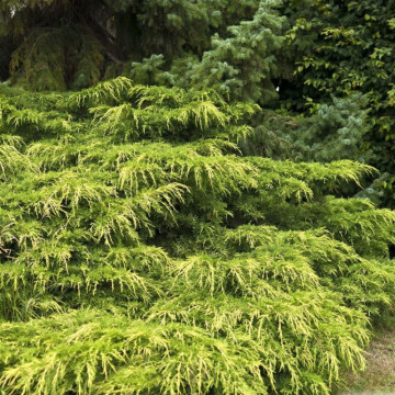 Ienupar auriu (Juniperus pf. Pfitzeriana Aurea), planta gard viu, vesnic verde, frunzis galben