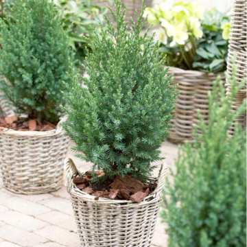 Ienupar chinezesc (Juniperus chinensis Stricta), planta gard viu, vesnic verde, frunzis albastru - Img 2
