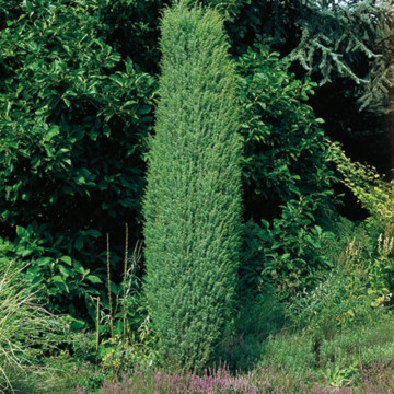 Ienupar (Juniperus Hibernica), planta gard viu, vesnic verde