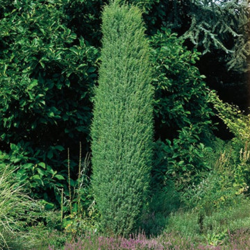 Ienupar (Juniperus Hibernica) - Img 1