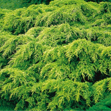 Ienupăr pitic galben (Juniperus pf. Old Gold), planta gard viu, vesnic verde, frunzis galben - Img 3