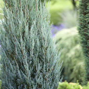 Ienupar sageata (Juniperus Blue Arrow) 60-80 cm, planta gard viu, vesnic verde, frunzis albastru - Img 5