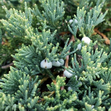 Ienupar tarator albastru (Juniperus Wiltonii), vesnic verde, planta acoperitoare de sol, frunzis albastru - Img 2