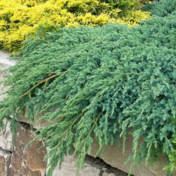 Ienupar tarator argintiu (Juniperus sq. Blue Carpet), vesnic verde, planta acoperitoare de sol, frunzis albastru