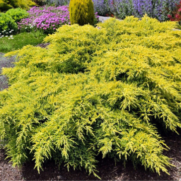 Ienupăr târâtor galben (Juniperus horiz. Limeglow) 30-40 cm, vesnic verde, planta acoperitoare de sol, frunzis galben