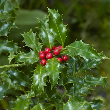 Ilex Alaska (Ilex aquif. Alaska), vesnic verde, arbust ornamental