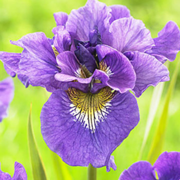 Iris double standard, planta ornamentala, flori mov