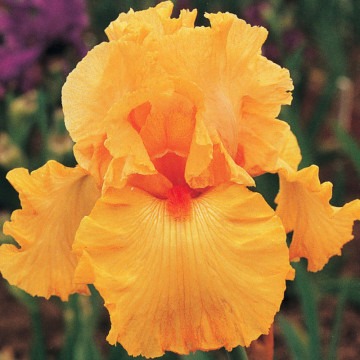 Iris good show, planta perena, flori portocaliu