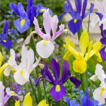 Iris Hollandica Mixed, planta de gradina