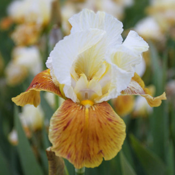 Iris Honey Glazed, planta perena, planta parfumata, flori portocaliu