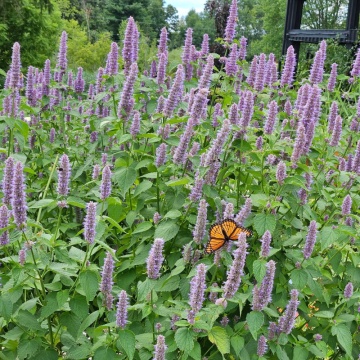 Isop de anason (Agastache foenicum), planta perena, planta aromatica, planta parfumata