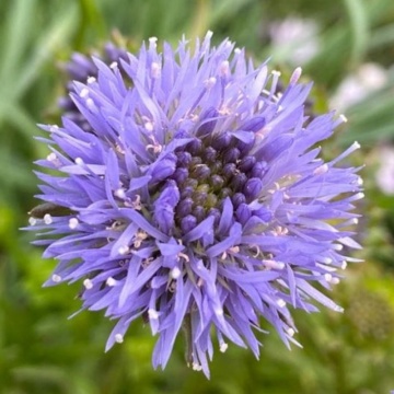 Jasione laevis Blue Light, planta perena, flori albastru