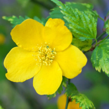 Keria variegata (Kerria japonica Aureovariegata), arbust ornamental, flori galbene - Img 2
