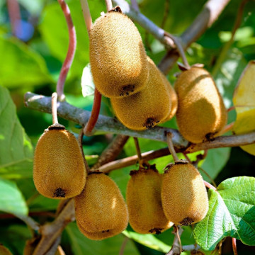 Kiwi (Actinidia deliciosa Jenny), arbust fructifer - Img 2