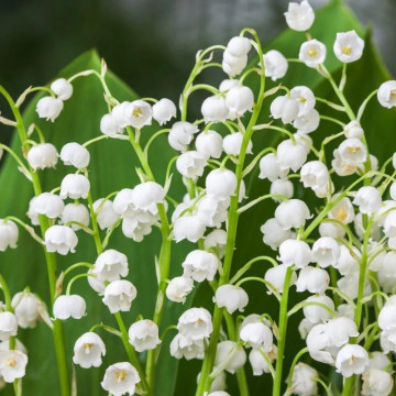 Lacramioare (Convallaria majalis Bordeaux), planta acoperitoare de sol, planta parfumata, flori alb - Img 2