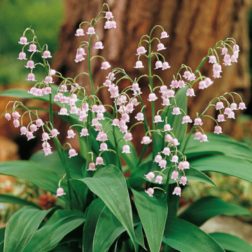 Lacramioare roz (Convallaria majalis rosea)