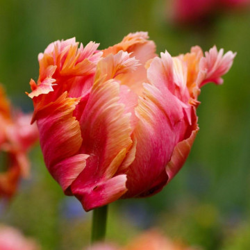 Lalele Amazing Parrot (Tulips Amazing Parrot), bulbi lalele, flori alb, galben, roz - Img 2