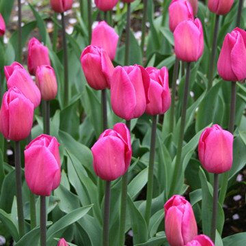 Lalele Barcelona (Tulips Barcelona), bulbi lalele, flori mov - Img 3