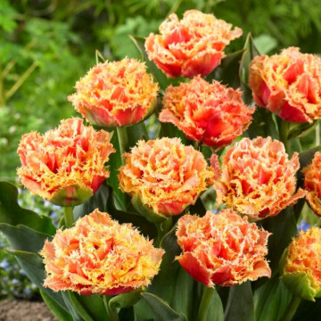 Lalele Brisbane (Tulips Brisbane), bulbi lalele, flori roz - Img 3