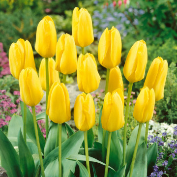 Lalele Candela (Tulips Candela), bulbi lalele, flori galbene - Img 3