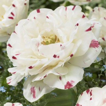 Lalele Danceline (Tulips Danceline), bulbi lalele, flori alb, rosu