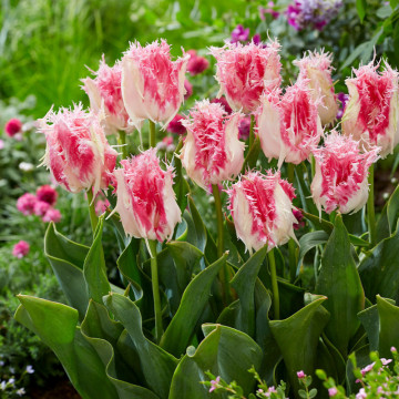 Lalele Drakensteyn (Tulips Drakemsteyn), bulbi lalele, flori alb, roz - Img 2