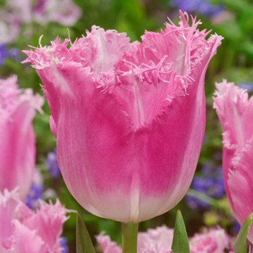 Lalele Fancy Frills (Tulips Fancy Frills), bulbi lalele, flori roz - Img 2