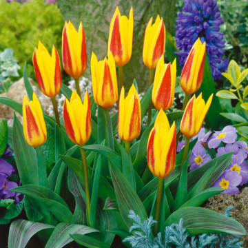 Lalele Giuseppe Verdi (Tulips Giuseppe Verdi), bulbi lalele, flori galben, rosu - Img 4