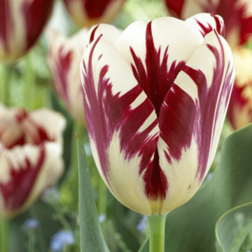 Lalele Grand Perfection (Tulips Grand Perfection), bulbi lalele, flori alb, rosu - Img 2