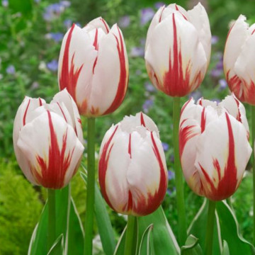 Lalele Happy Generation (Tulips Happy Generation), bulbi lalele, flori alb, rosu - Img 2