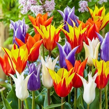 Lalele Lily Flowering Mix (Tulips Lily Flowering Mixed) - Img 2