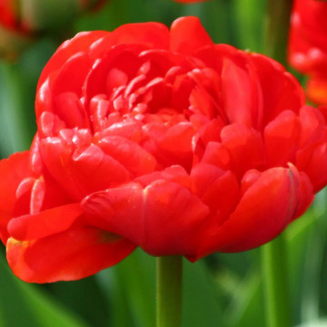 Lalele Miranda (Tulips Miranda), bulbi lalele, flori rosu - Img 3