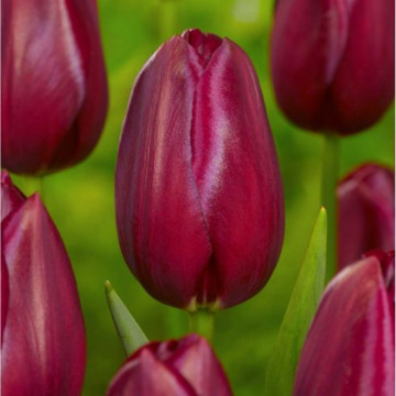 Lalele National Velvet (Tulips National Velvet), bulbi lalele, flori rosu