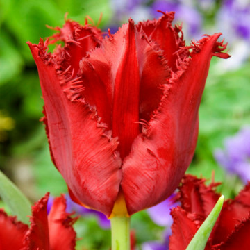 Lalele Pacific Pearl (Tulips Pacific Pearl), bulbi lalele, flori rosu
