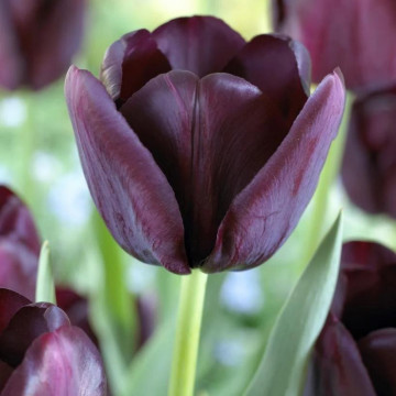 Lalele Queen of Night (Tulips Queen of Night), bulbi lalele, flori negru