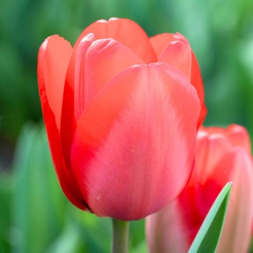 Lalele Red Impression (Tulips Red Impression), bulbi lalele, flori rosu