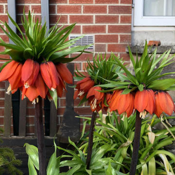 Lalele regale roșii (Fritillaria William Rex), bulbi lalele, flori rosu - Img 3