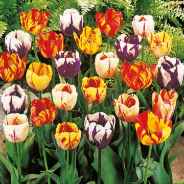 Lalele Rembrandt Mixed (Tulips Rembrandt Mixed), bulbi lalele, flori mix - Img 2